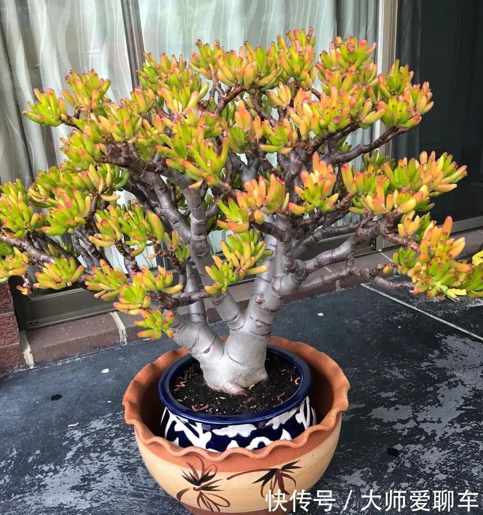 公认的6种吉祥花,株型奇特寓意好,还能吸废气,大人孩子都喜欢