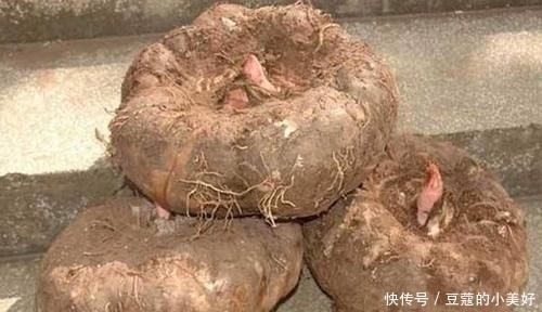 女人肚子鼓,试试这菜,清肠刮油脂,排隔夜宿便,嘴巴不臭皮肤嫩
