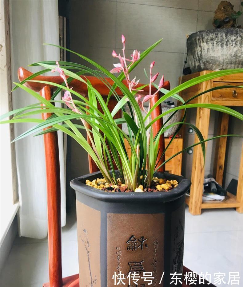 料养|养兰先养根用这免费料养出粗壮大白根,兰花开花多又香