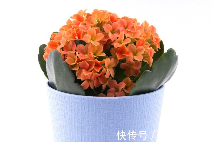 花期长，花色美，养护好，价值高，你了解过吗