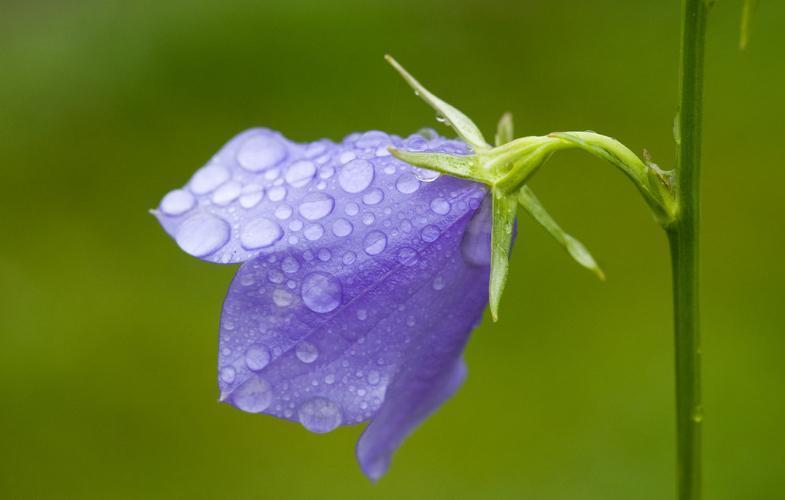 此花所代表的是对远方的祝福，象征着最温柔的爱，花朵像是小铃铛