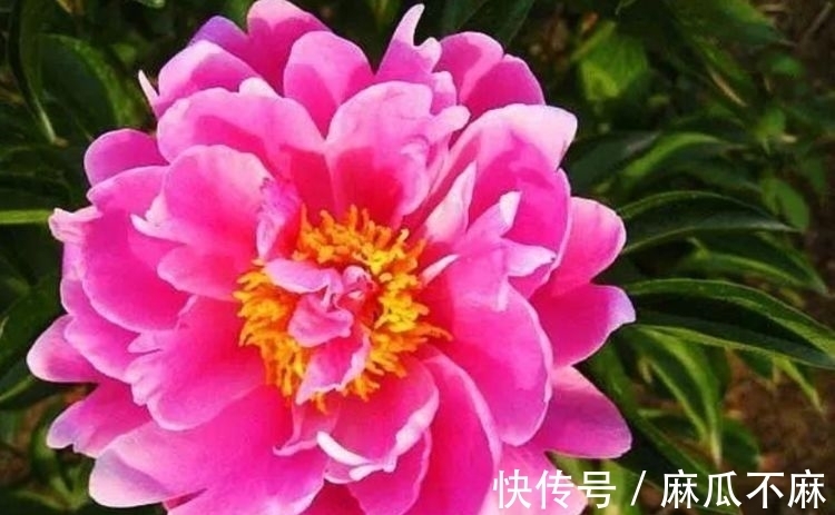 铁线牡丹|几种花,开花漂亮又好养,美爆了,叶子漂亮,还能开花