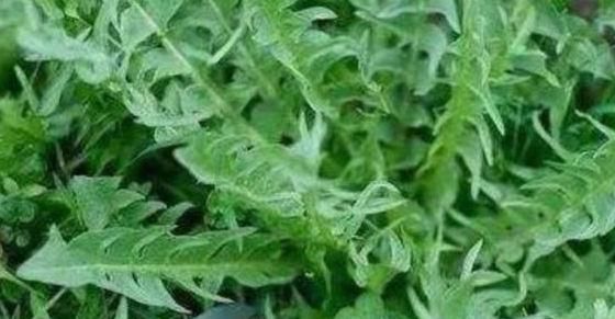 妇科疾病|?女性养生常吃几种野菜，调经补血，从此远离妇科疾病的困扰