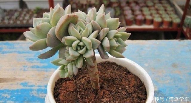 多肉|徒长的多肉要砍头吗做好这三步“一撸二晒三控水”迅速变老桩！