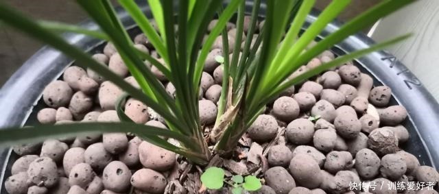 老前辈总结的兰花盖面技巧,记下一句,发芽率和出根率高一倍!