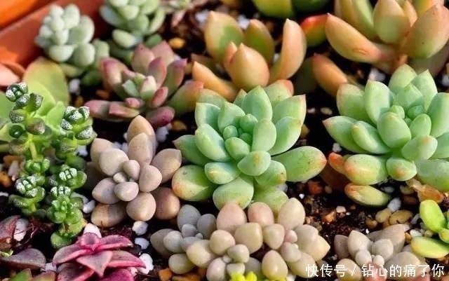 这“三多肉”都是爆崽王,上色快香气浓,2个月养成多头小胖墩!