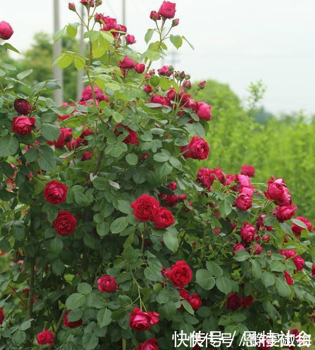 盆栽|全年开花,花美又香甜,花量巨大,好养的盆栽,耐寒耐热不生病