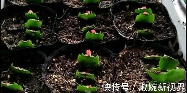 时间点|扦插蟹爪兰,掐准“时间点”,根系嗖嗖窜,养出“杠杠厚”好叶片