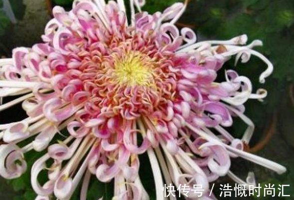 喜欢养菊,不妨养“稀有菊花”菊渊雅韵,似美人起舞,灵动飘逸