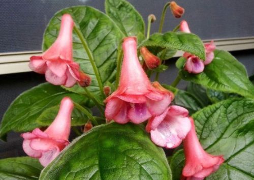 此款盆栽花卉,一树多色花,沾水就疯长,茎壮花爆盆,懒人超好养