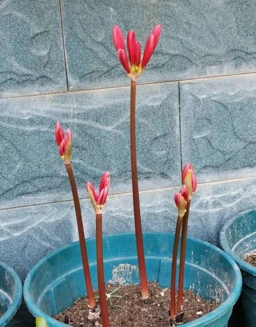 小院|一种花，种在花盆里种在小院里都可以，开花越来越多，漂亮鲜艳