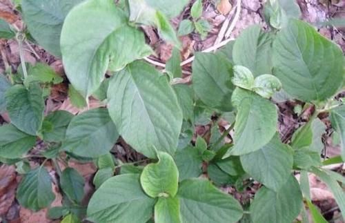 牛膝|农村老人说吃此物“力大如牛”,农村常见,年轻人有需求却不认识