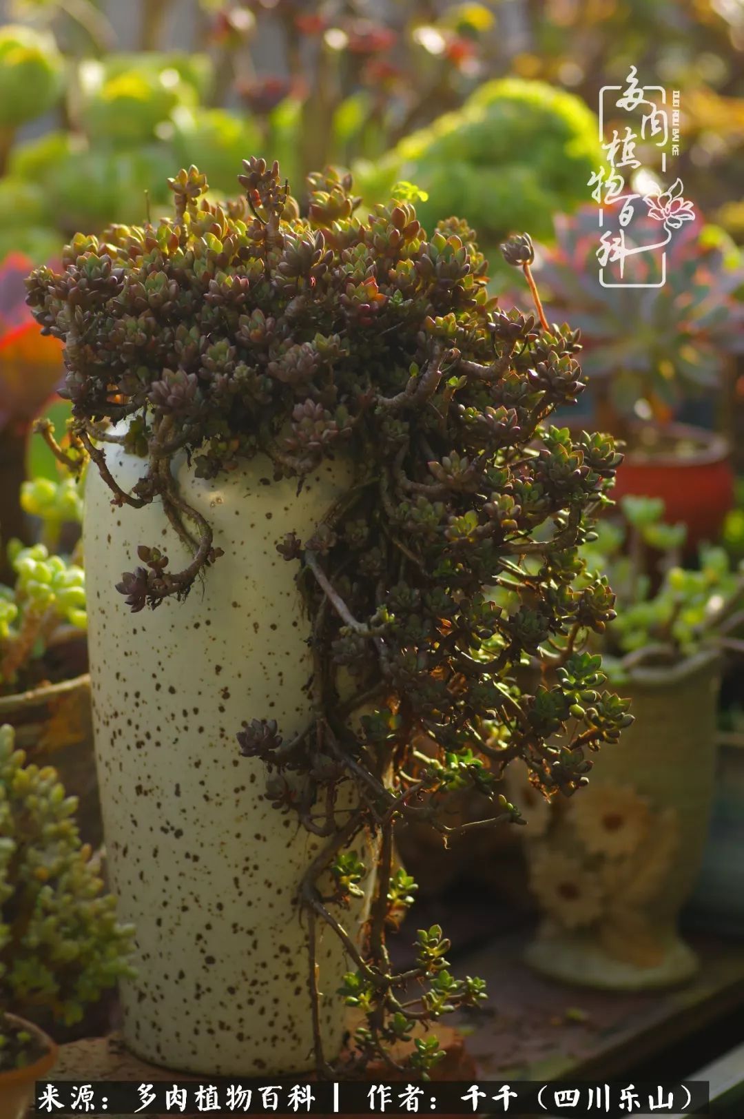 夏天日晒雨淋，秋老虎来势汹汹，你的多肉准备好逆袭了吗