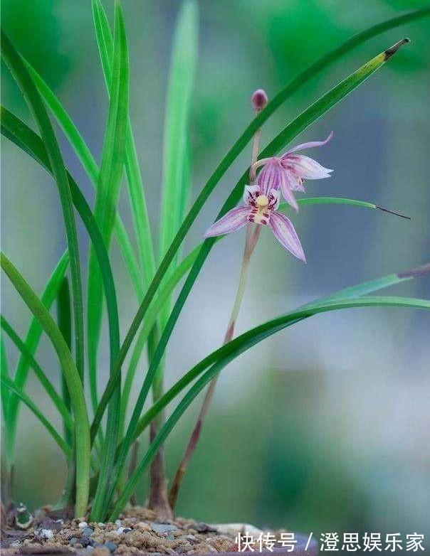 养花配土，路边捡“天然酸性土”，稍加处理，秒变“万能营养土”
