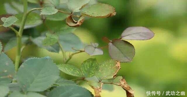 缺水|随着气温升高,月季花的叶子泛黄了,怎么办呢?教你小妙招。