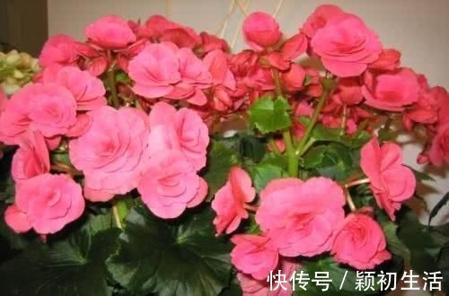 维c|捡1物丢水里,就是养花万能水,养啥旺啥,比花肥强10倍!