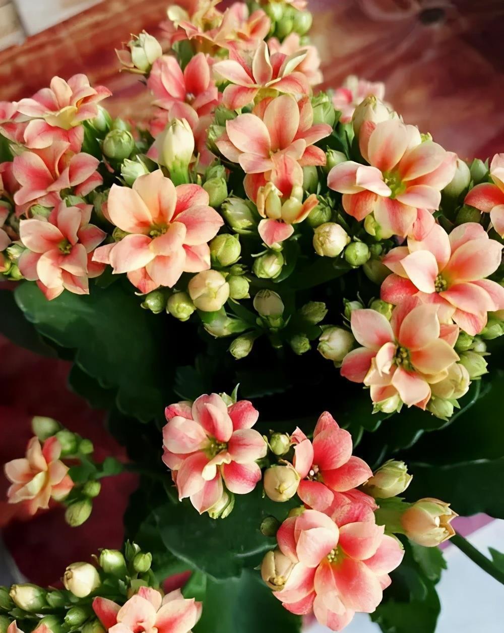 工作繁忙又想养花?推荐4种懒人花,丢阳台上不管也旺盛