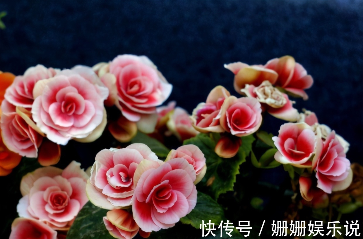 公认难养的4种花,之所以养不好,是因为你触碰了它们的“弱点”
