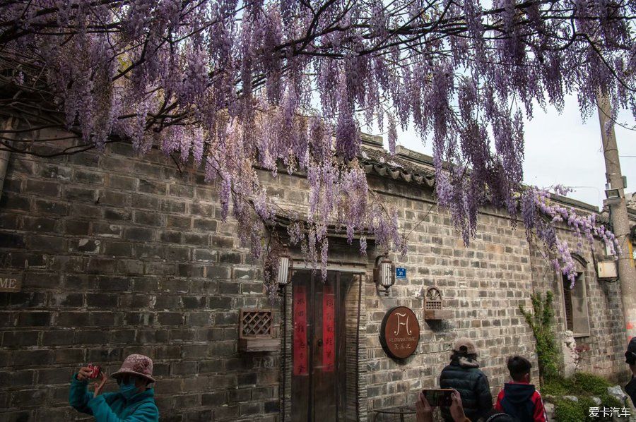 老门东紫藤萝花正开，去邂逅一场紫色的浪漫