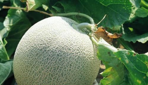 滋润|适合女性吃的3种食物，美容养生、滋润肌肤，好吃又不贵！
