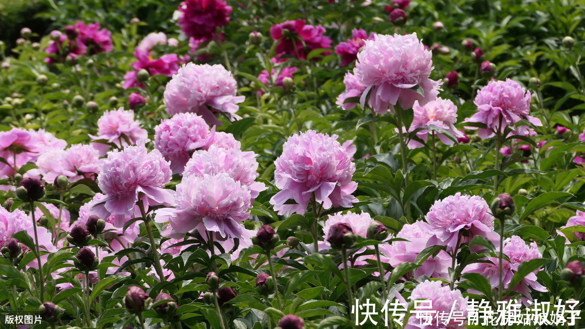 君子兰|爱吃醋的5种花,兑水喷一喷,叶子变得绿油亮,开花大又多