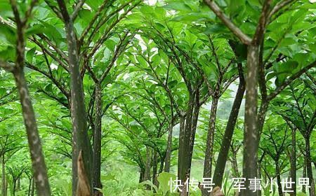 延缓衰老|推荐女性经常吃3种食物,补充营养,延缓衰老,有益健康!