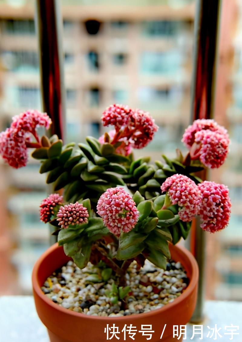 王玉珠|简介千佛手、十字星锦、铭月、筒叶花月、若歌诗、神童