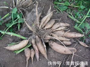 零食|女性不想老太快,此果当零食吃,皮肤细腻光滑,常食显年轻