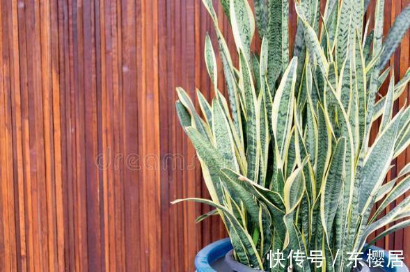 叶片|7种健康花,建议至少养一盆,格调高净化能力强,很实用