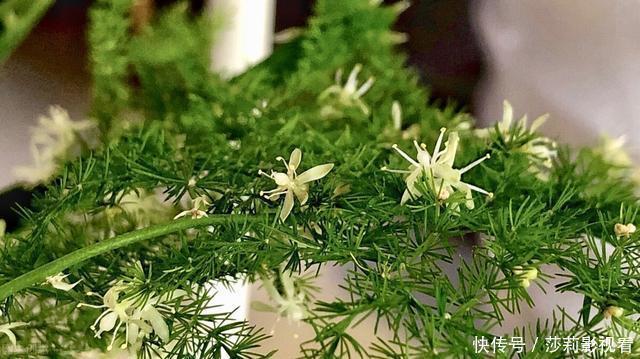 客厅2种花,别养成“巨无霸”,我家的已经处理了