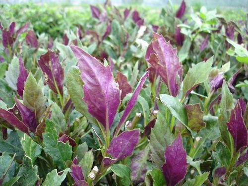 野菜|养肝就是保命,3种野菜,农村很常见,养肝护肝,早了解早受益