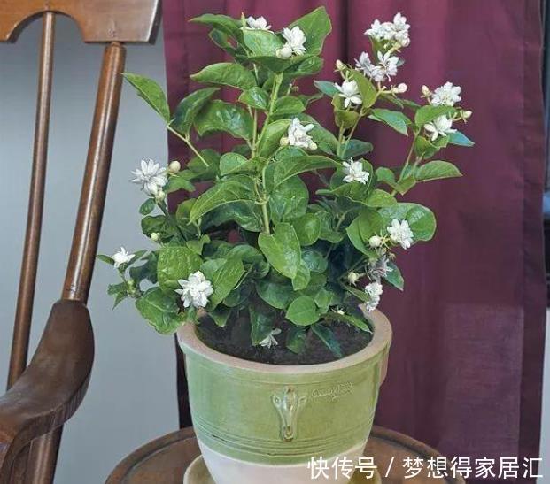 净化空气|十种容易生长、净化室内空气效果很棒的盆栽绿植,对健康有好处