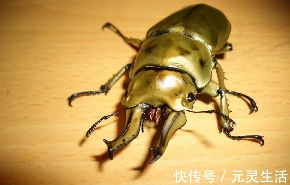 动漫|日本的可怕昆虫你见识过么?动漫创意来源!