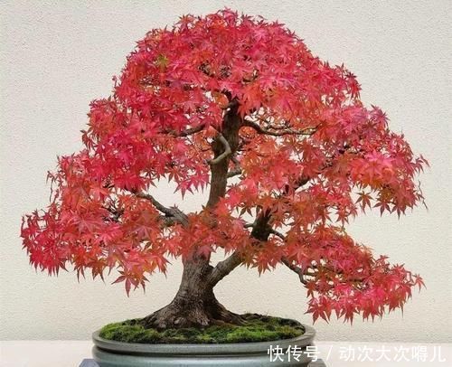 家里有这10种花,多修剪少浇水,能养成高价盆景