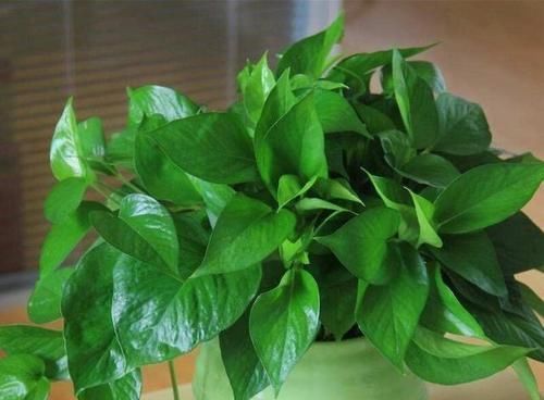 花肥不用买，盆里洒把它，比花肥还强，养啥都旺盛！