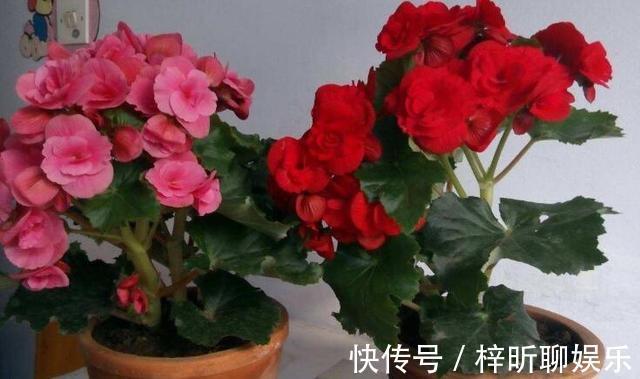 光照|养丽格海棠,这4个“养护细节”别忽略,花苞多,一年四季开花!