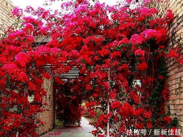 夏天已经来到 进口花家里要种2棵 花开三季 阳台变花海 粉紫色