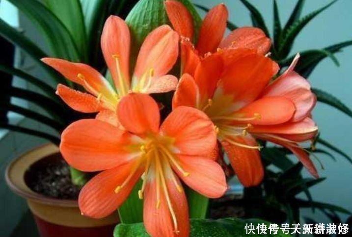 4种花是真正的开花机器，花姿妖娆，姿色艳丽