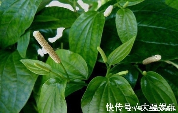 野菜|农村一种“神奇”植物,可以使肉变香,用它的叶子煮饭是一绝