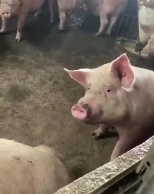 |搞笑段子:吃饭的时候因为排队的时候和一个同学起了冲突