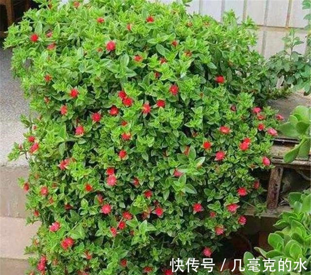 人养花,花亦养人!8种能“吃”的花,漂亮又美味,建议养一盆!