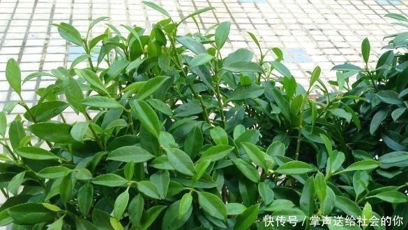 盆栽|“耐干旱”的3种花,即使40天不浇水,一样“爆盆”,生长快!