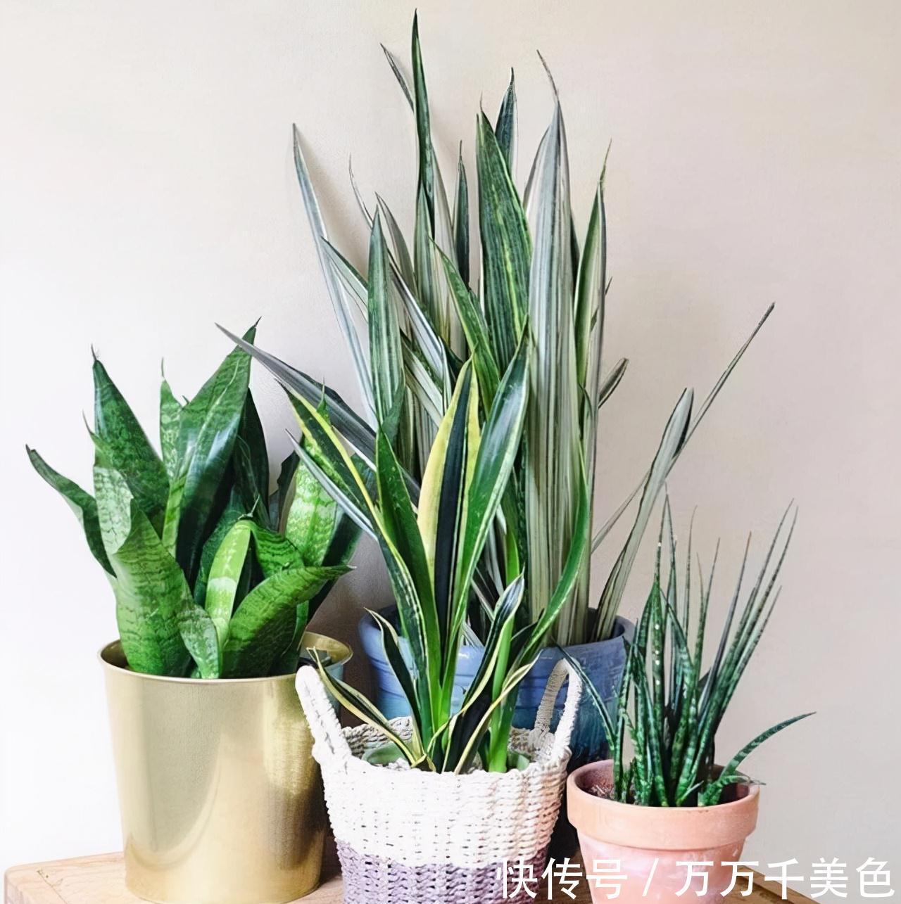 虎皮兰有“3怕两不喜”,难怪不爱出小芽,还越长越难看