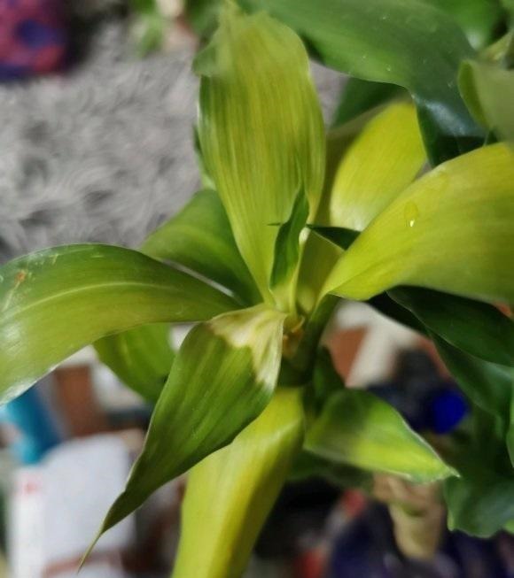 张姨家的富贵竹，养了3年了，竟然开花了，花香很浓，真是少见