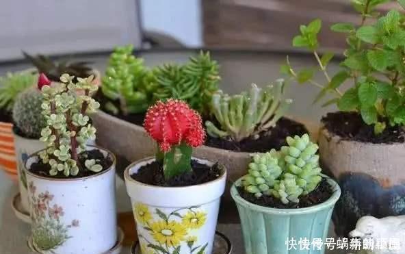 花养不好不是太懒,而是方法错误,这几个坑你知道吗