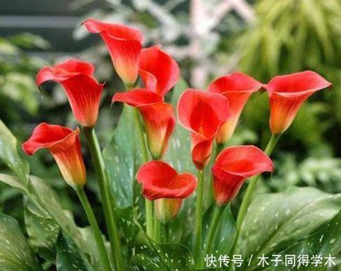 养花试试此几款,花开繁盛花香怡人,阳台开成花海,漂亮好养