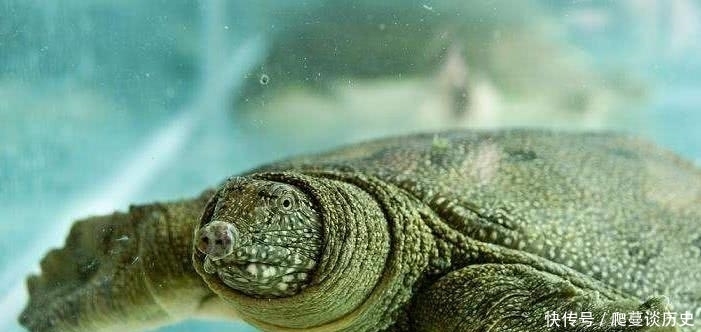 山鸡|俗语“上山兔子,下山鸡,离水甲鱼不要追”,啥意思?古人经验