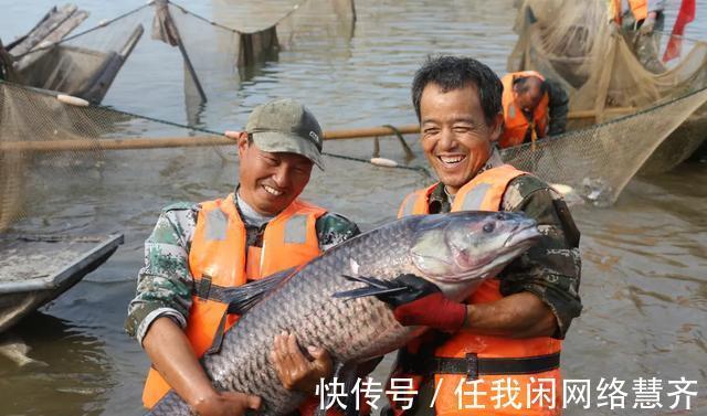 濠河鱼|岳阳君山濠河起鱼！“鱼王”68斤！拍出19600元