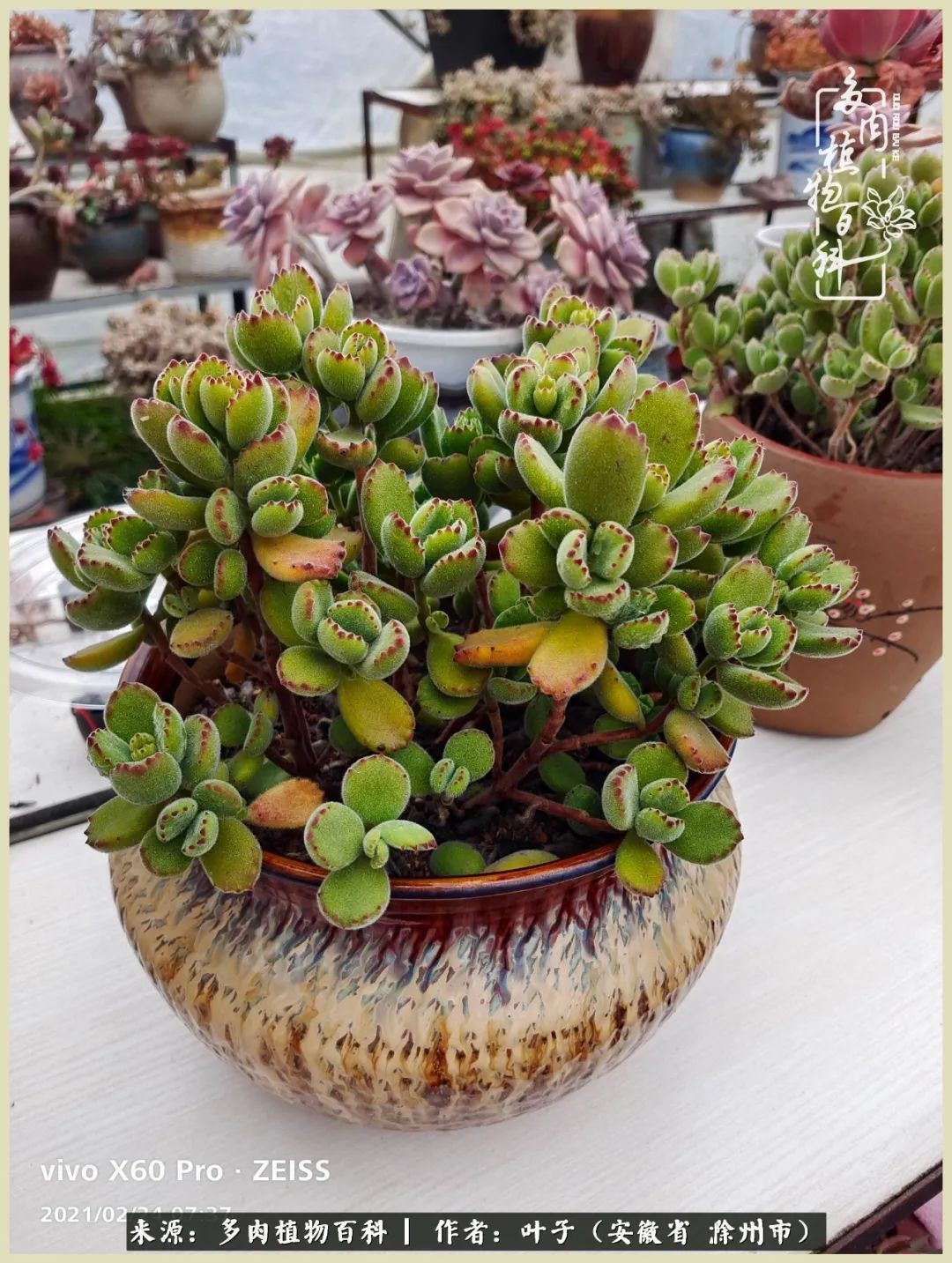 多肉相伴的美好时光,对多肉已是痴迷入骨!