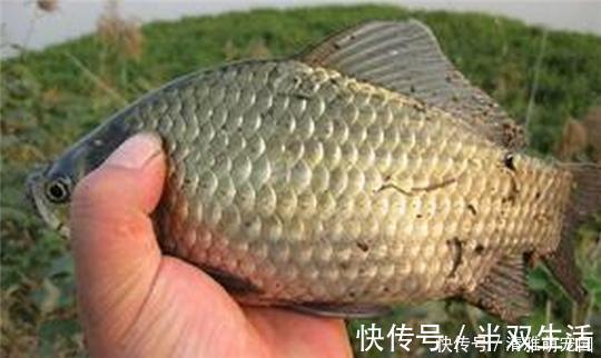 钓鲫鱼久不发窝，不妨试试这几种打窝方式，鱼口马上会有变化